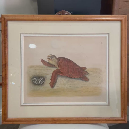 18th Century Mark Catesby (1679-1749) The Hawks Bill Turtle Framed Etching Engraving