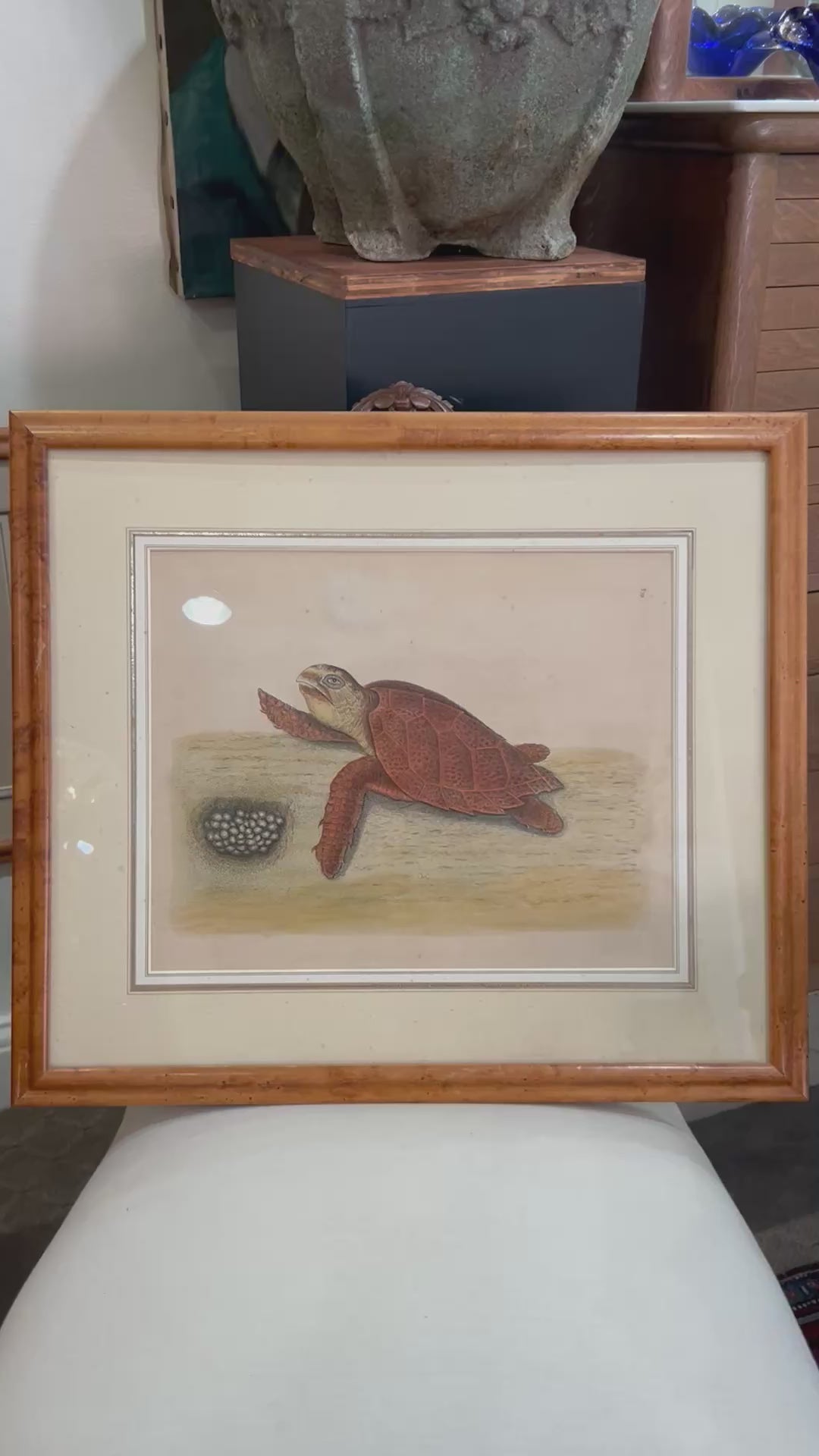 18th Century Mark Catesby (1679-1749) The Hawks Bill Turtle Framed Etching Engraving