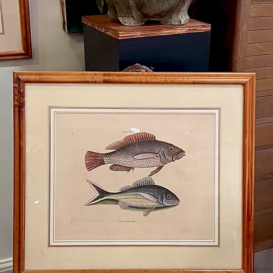 18th Century Mark Catesby (1679-1749) Hand Colored Tail Fish Framed Engraving