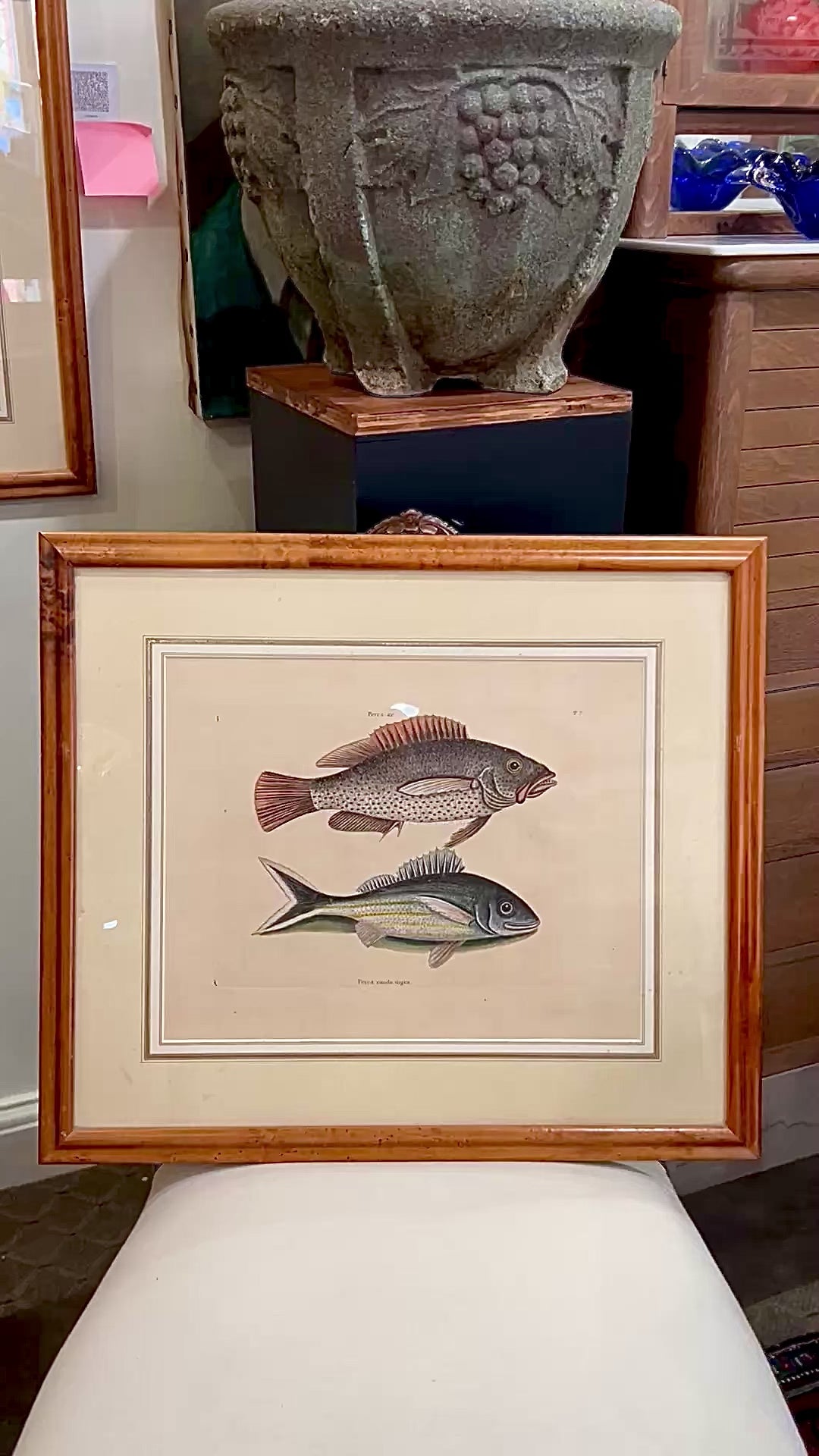 18th Century Mark Catesby (1679-1749) Hand Colored Tail Fish Framed Engraving